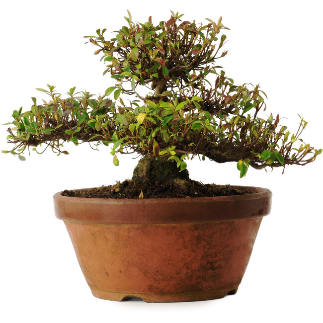 Rhododendron indicum varietà sconosciuta, 20 cm, ± 30 anni, con un nebari di 10 cm