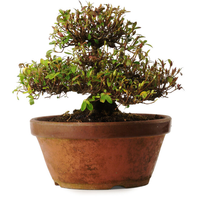 Rhododendron indicum variety unknown, 20 cm, ± 30 years old, with a nebari of 10 cm