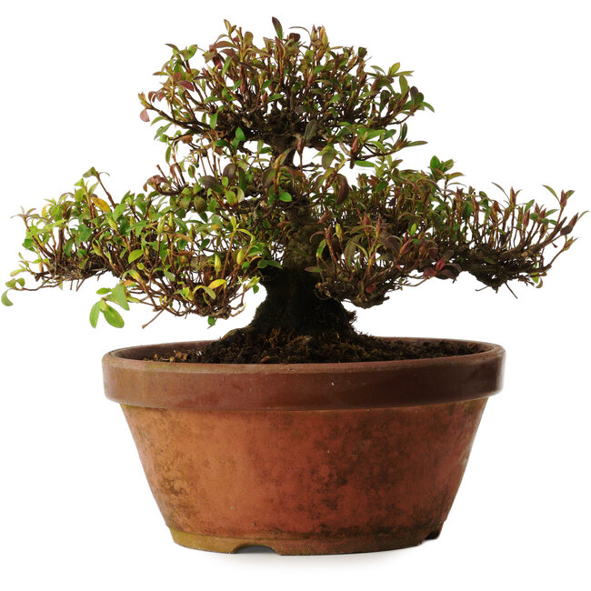 Rhododendron indicum varietà sconosciuta, 20 cm, ± 30 anni, con un nebari di 10 cm