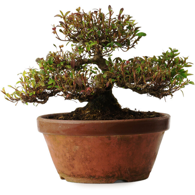 Rhododendron indicum, Sorte unbekannt, 20 cm hoch, ca. 30 Jahre alt, mit einem Wurzelhals von 10 cm.