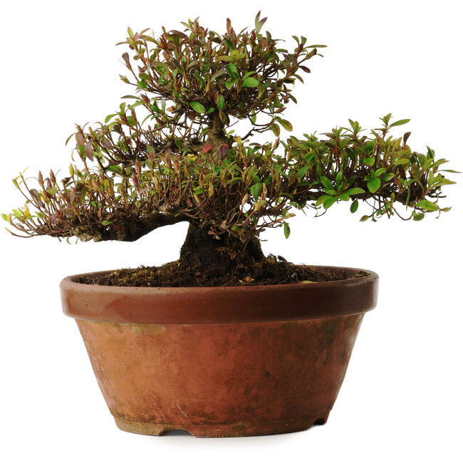 Rhododendron indicum variedad desconocida, 20 cm, ± 30 años, con un nebari de 10 cm