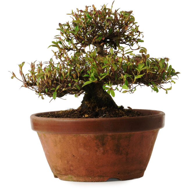 Rhododendron indicum varietà sconosciuta, 20 cm, ± 30 anni, con un nebari di 10 cm