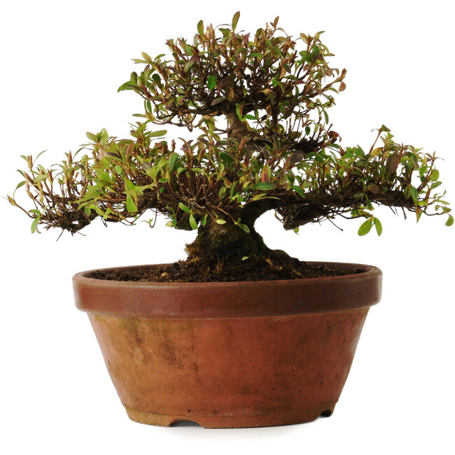 Rhododendron indicum, Sorte unbekannt, 20 cm hoch, ca. 30 Jahre alt, mit einem Wurzelhals von 10 cm.