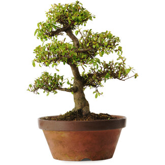 Rhododendron indicum Shinkyo, 20 cm, ± 30 anni