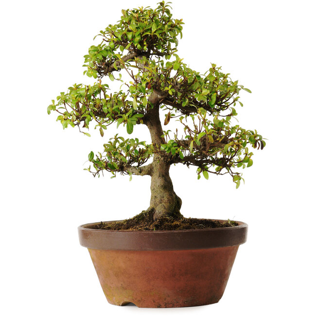 Rhododendron indicum Shinkyo, 20 cm, ± 30 anni, con un nebari di 7 cm