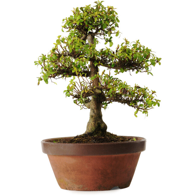 Rhododendron indicum Shinkyo, 20 cm, ± 30 jaar oud, met een nebari van 7 cm