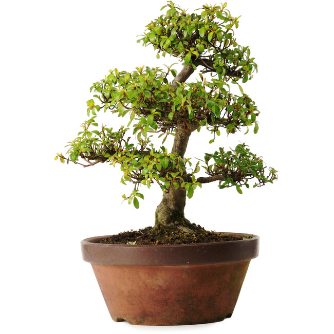 Rhododendron indicum Shinkyo, 20 cm, ± 30 anni, con un nebari di 7 cm