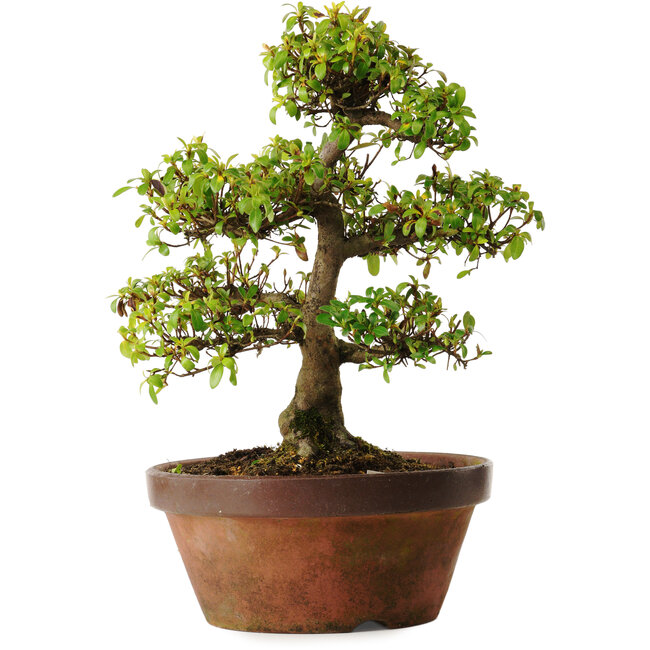 Rhododendron indicum Shinkyo, 20 cm, ± 30 jaar oud, met een nebari van 7 cm