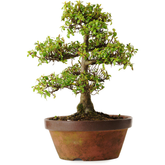 Rhododendron indicum Shinkyo, 20 cm, ± 30 anni, con un nebari di 7 cm