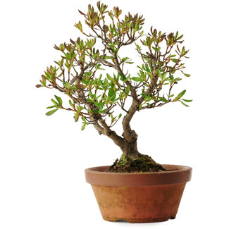 Rhododendron indicum Kagayaki, 20 cm, ± 30 ans