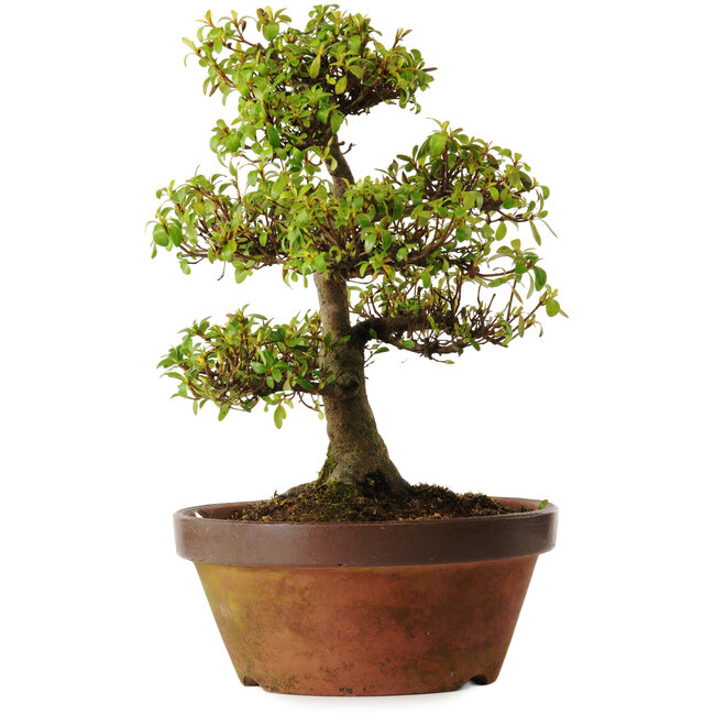 Rhododendron indicum Shinkyo, 20 cm, ± 30 jaar oud, met een nebari van 7 cm