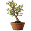 Rhododendron indicum Kagayaki, 20 cm, ± 30 Jahre alt