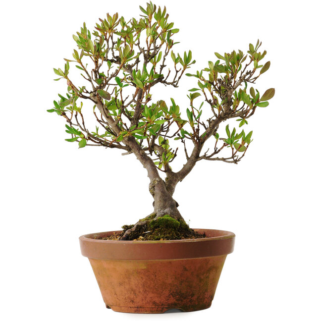 Rhododendron indicum Kagayaki, 20 cm, ± 30 years old