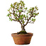 Rhododendron indicum Kagayaki, 20 cm, ± 30 Jahre alt