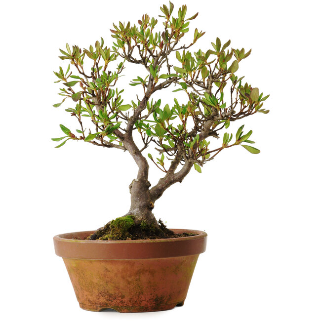 Rhododendron indicum Kagayaki, 20 cm, ± 30 jaar oud