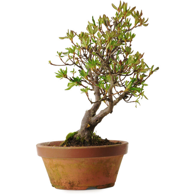 Rhododendron indicum Kagayaki, 20 cm, ± 30 ans