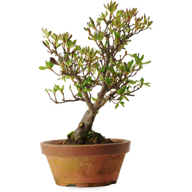 Rhododendron indicum Kagayaki, 20 cm, ± 30 jaar oud