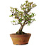 Rhododendron indicum Kagayaki, 20 cm, ± 30 Jahre alt