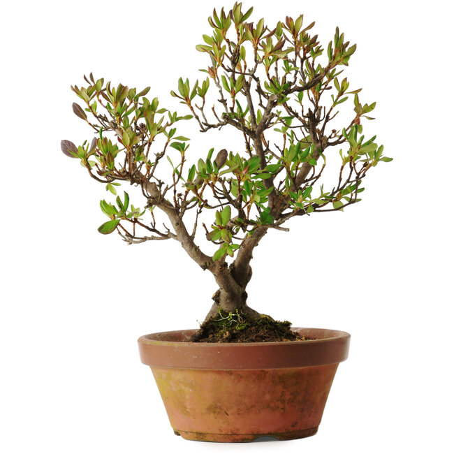 Rhododendron indicum Kagayaki, 20 cm, ± 30 years old