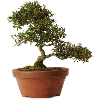 Rhododendron indicum Koumei, 20 cm, ± 30 years old