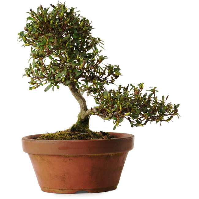 Rhododendron indicum Koumei, 20 cm, ± 30 Jahre alt