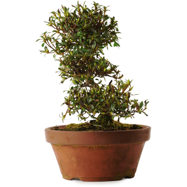 Rhododendron indicum Koumei, 20 cm, ± 30 años