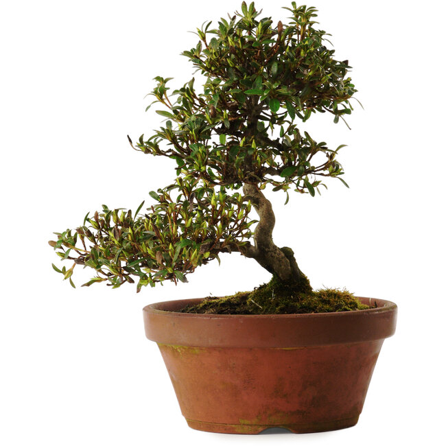 Rhododendron indicum Koumei, 20 cm, ± 30 anni