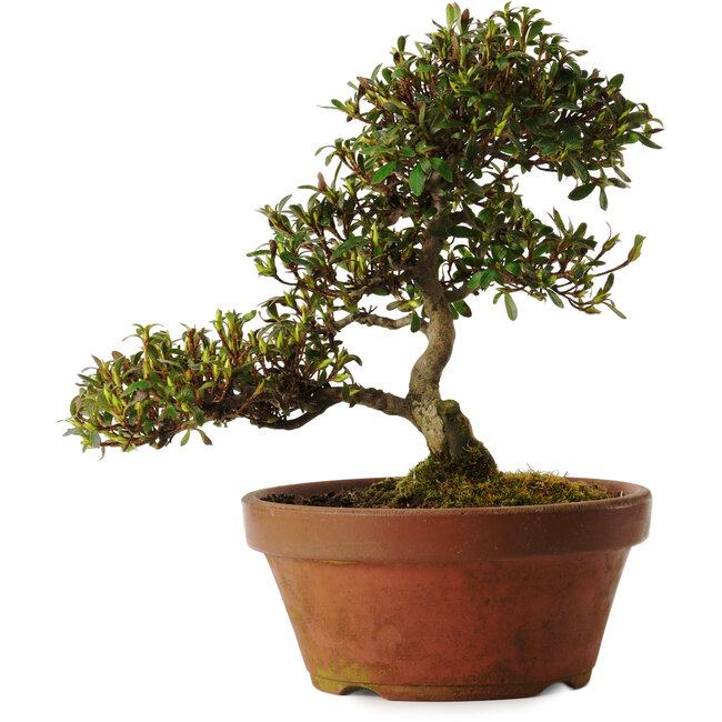 Rhododendron indicum Koumei, 20 cm, ± 30 anni