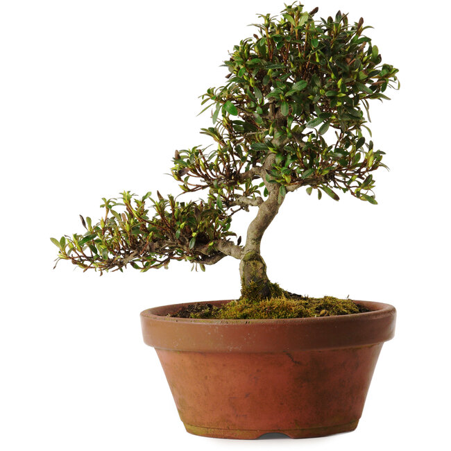 Rhododendron indicum Koumei, 20 cm, ± 30 years old