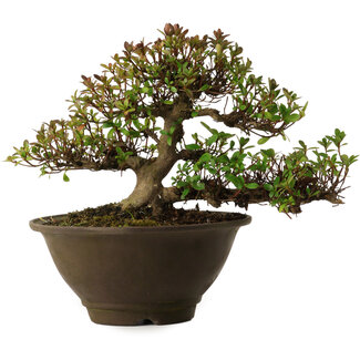 Rhododendron indicum Kinsai, 20 cm, ± 30 ans