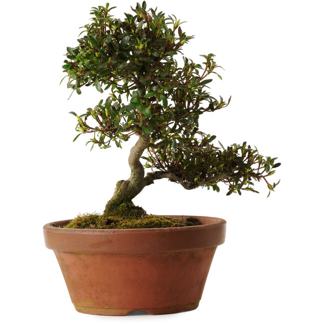 Rhododendron indicum Koumei, 20 cm, ± 30 años