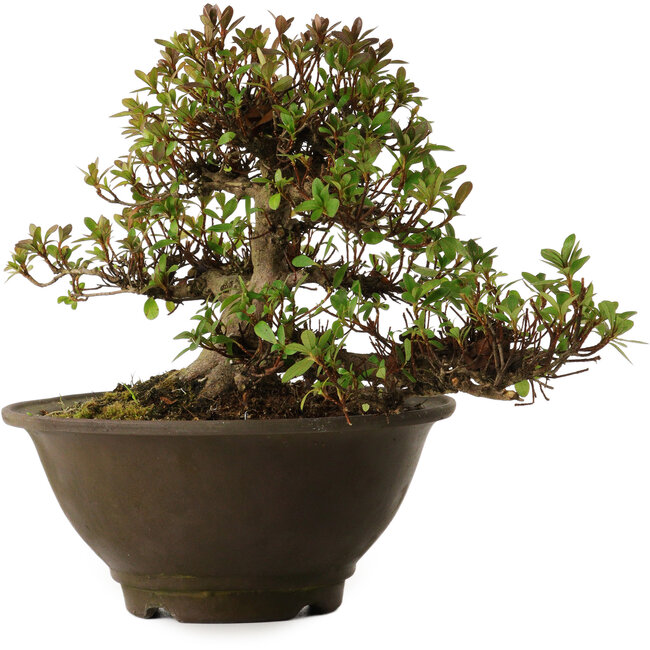 Rhododendron indicum Kinsai, 20 cm, ± 30 ans, avec un nebari de 7 cm