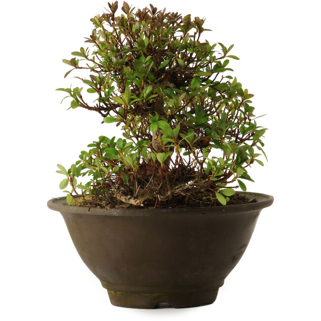 Rhododendron indicum Kinsai, 20 cm, ± 30 jaar oud, met een nebari van 7 cm.