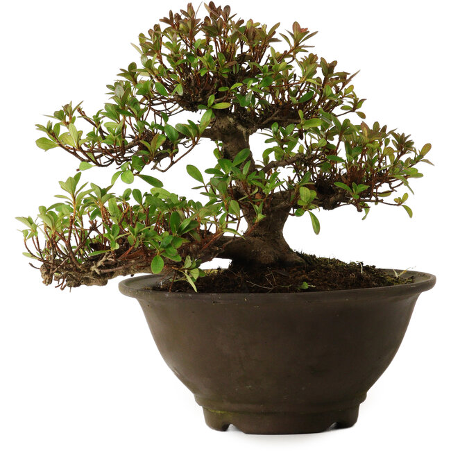 Rhododendron indicum Kinsai, 20 cm, ca. 30 Jahre alt, mit einem Wurzelhals von 7 cm