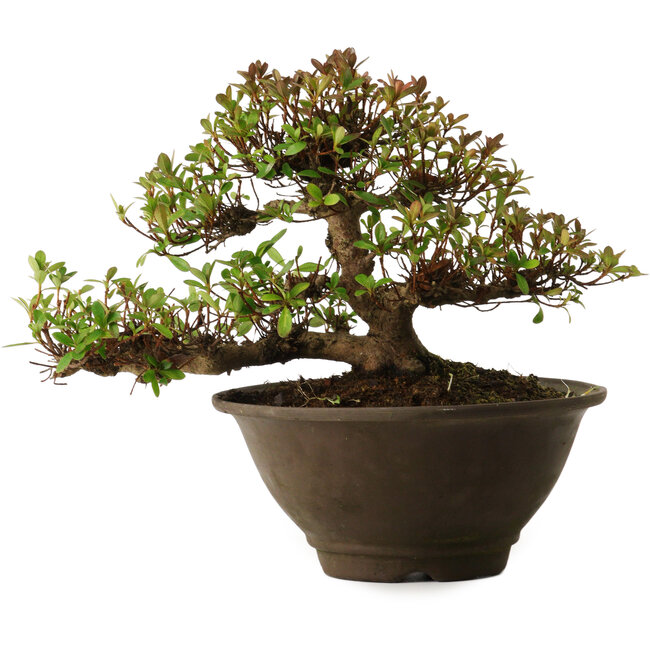 Rhododendron indicum Kinsai, 20 cm, ± 30 ans, avec un nebari de 7 cm