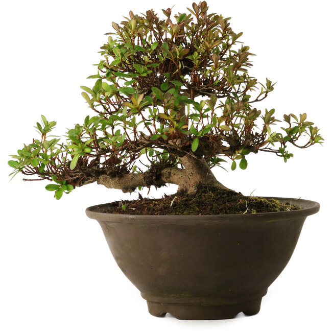 Rhododendron indicum Kinsai, 20 cm, ± 30 ans, avec un nebari de 7 cm