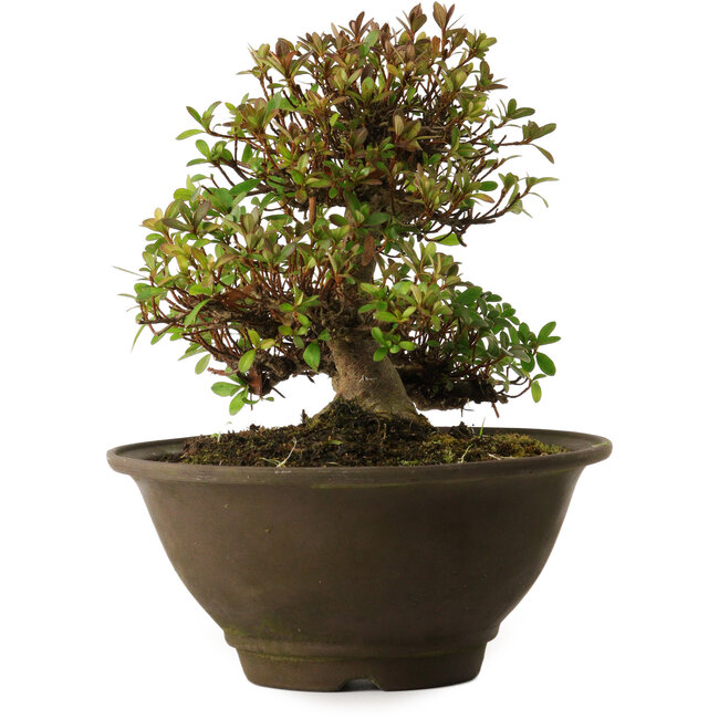 Rhododendron indicum Kinsai, 20 cm, ± 30 ans, avec un nebari de 7 cm