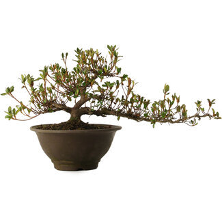 Rhododendron indicum Nasai-No-Murasaki, 20 cm, ± 30 years old