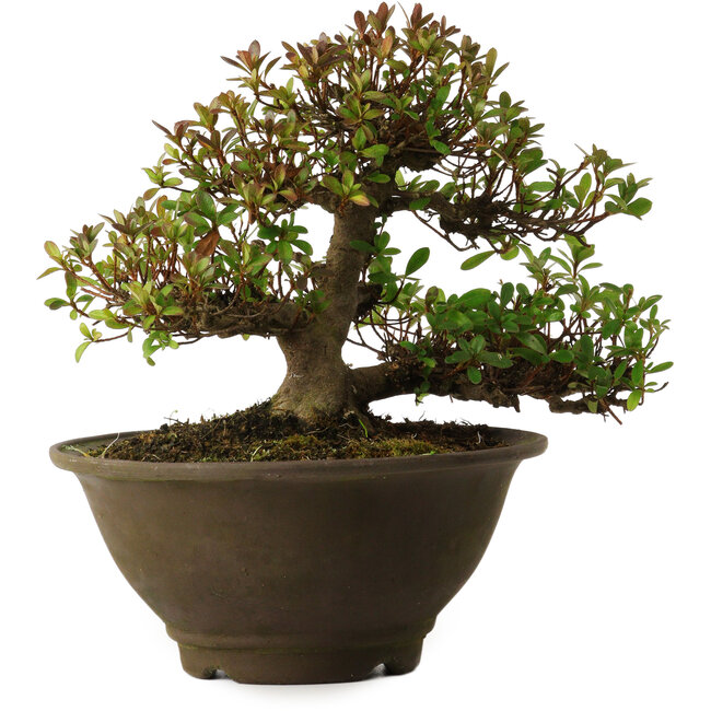 Rhododendron indicum Kinsai, 20 cm, ca. 30 Jahre alt, mit einem Wurzelhals von 7 cm