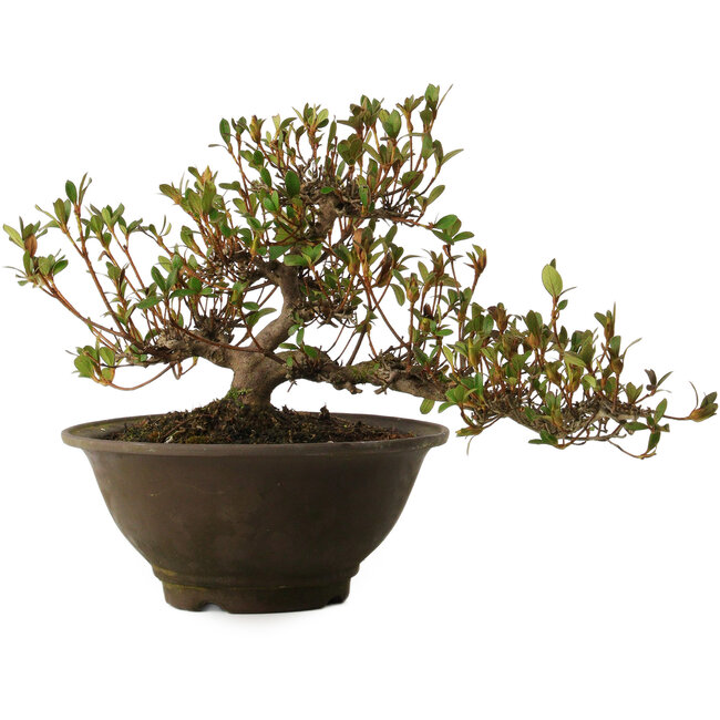 Rhododendron indicum Nasai-No-Murasaki, 20 cm, ± 30 jaar oud