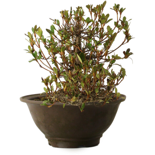 Rododendro indicum Nasai-No-Murasaki, 20 cm, ± 30 años