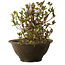 Rododendro indicum Nasai-No-Murasaki, 20 cm, ± 30 años