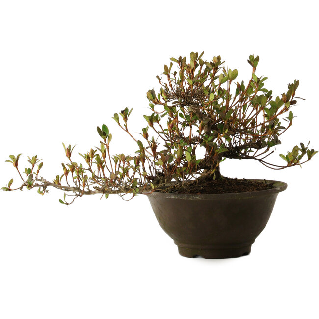 Rododendro indicum Nasai-No-Murasaki, 20 cm, ± 30 años