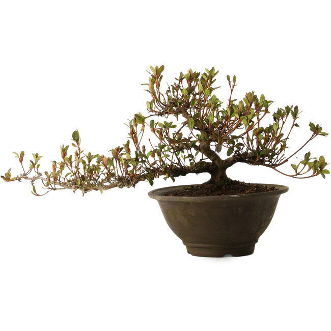 Rhododendron indicum Nasai-No-Murasaki, 20 cm, ± 30 jaar oud