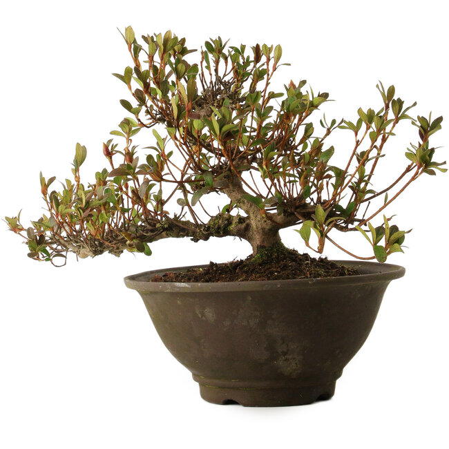 Rododendro indicum Nasai-No-Murasaki, 20 cm, ± 30 años