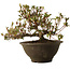 Rhododendron indicum Nasai-No-Murasaki, 20 cm, ± 30 anni