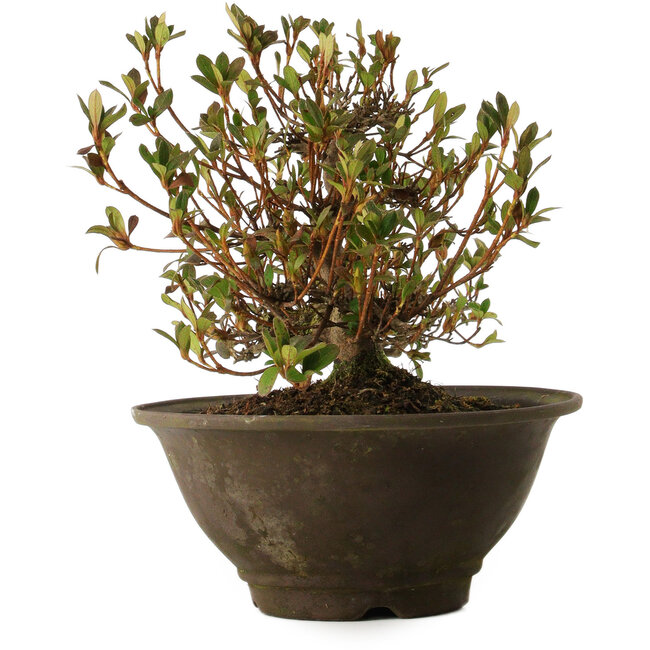 Rhododendron indicum Nasai-No-Murasaki, 20 cm, ± 30 jaar oud
