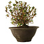 Rhododendron indicum Nasai-No-Murasaki, 20 cm, ± 30 jaar oud