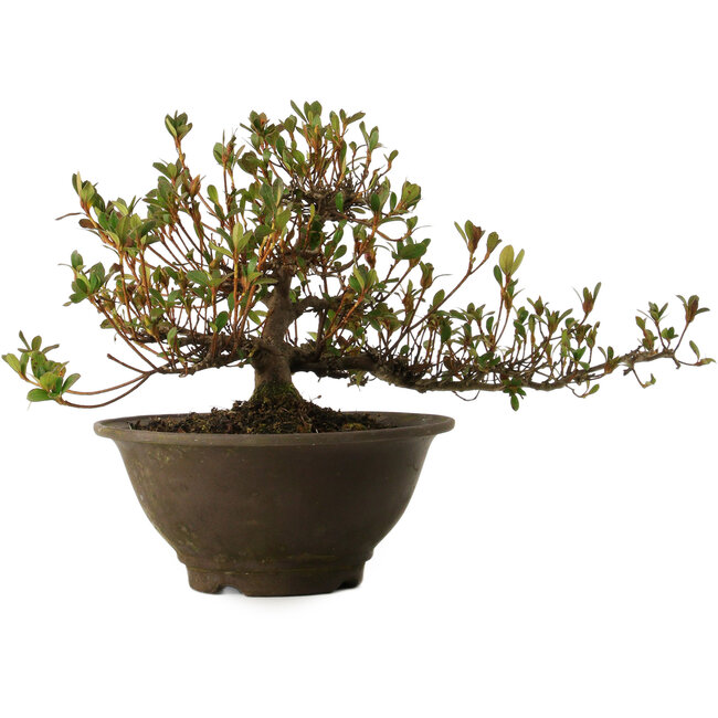 Rhododendron indicum Nasai-No-Murasaki, 20 cm, ± 30 jaar oud