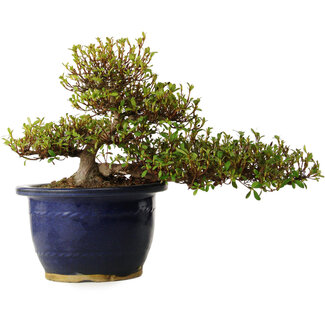 Rhododendron indicum Nanbanishiki, 20 cm, ± 30 years old